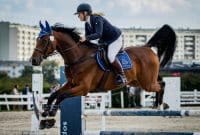 Tips Memilih Kuda yang Tepat di South Horse Stables